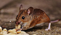 opossum-control Experts in Fort Shafter